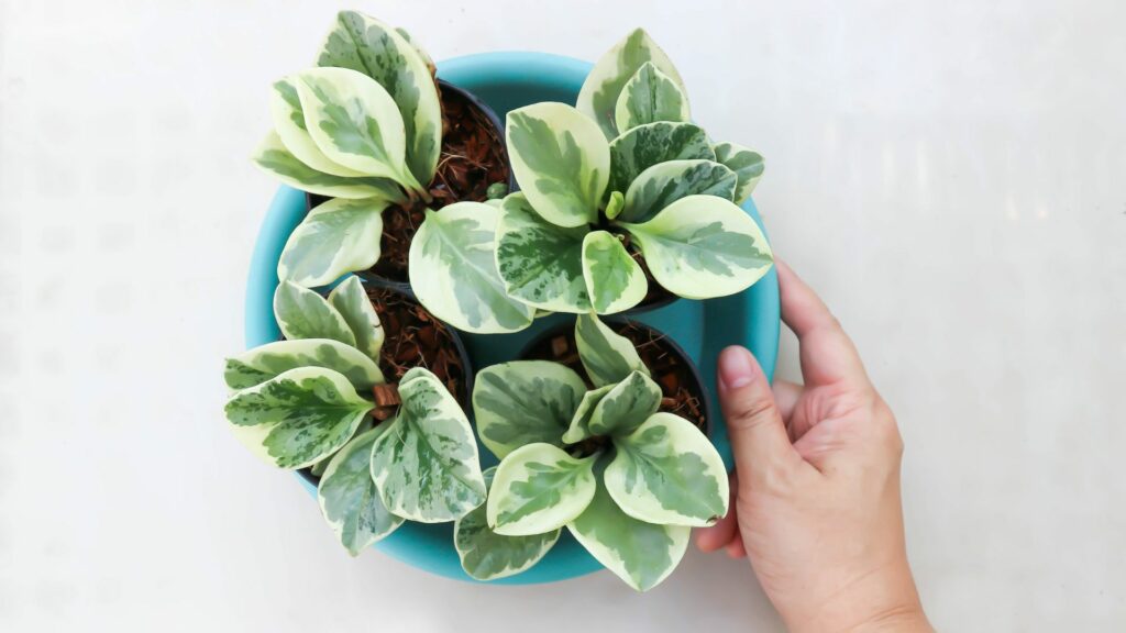 Baby Rubber Plant (Peperomia obtusifolia)
