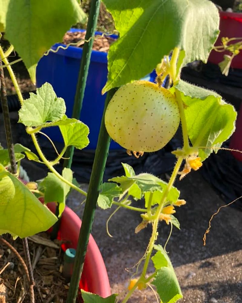 Lemon Cucumbers