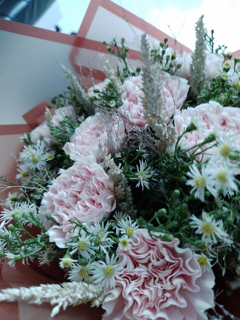 Carnations