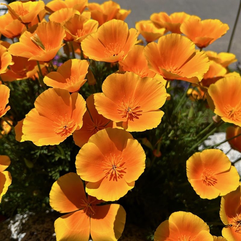 California Poppies