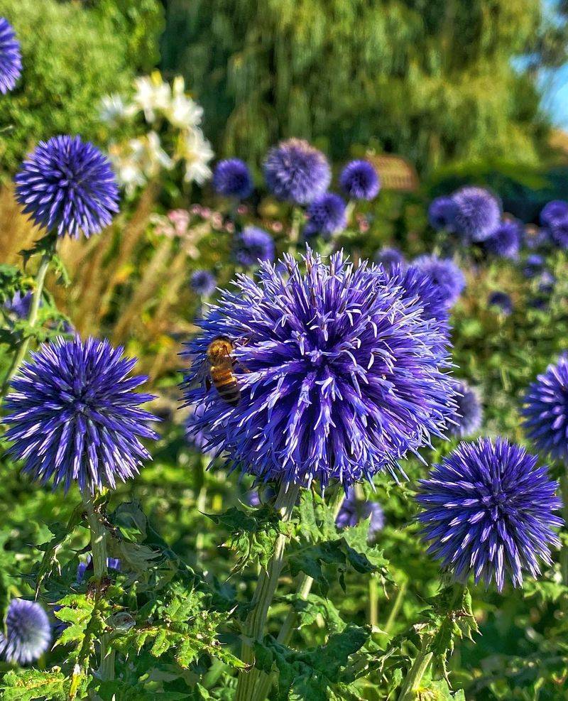 Globe Thistles Stand Strong All Season
