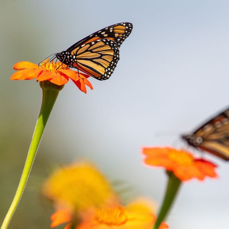 Mexican Sunflower: The Butterfly Beacon