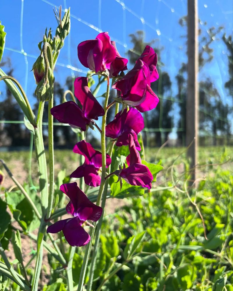 Sweet Peas