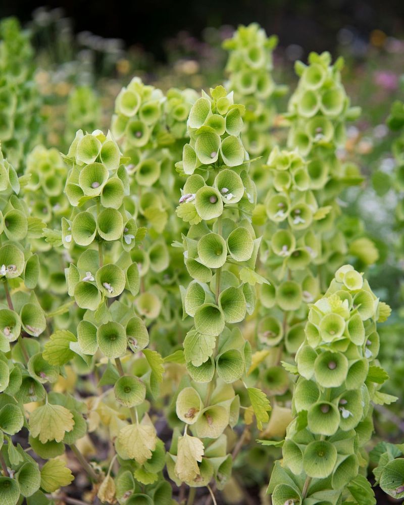Bells of Ireland