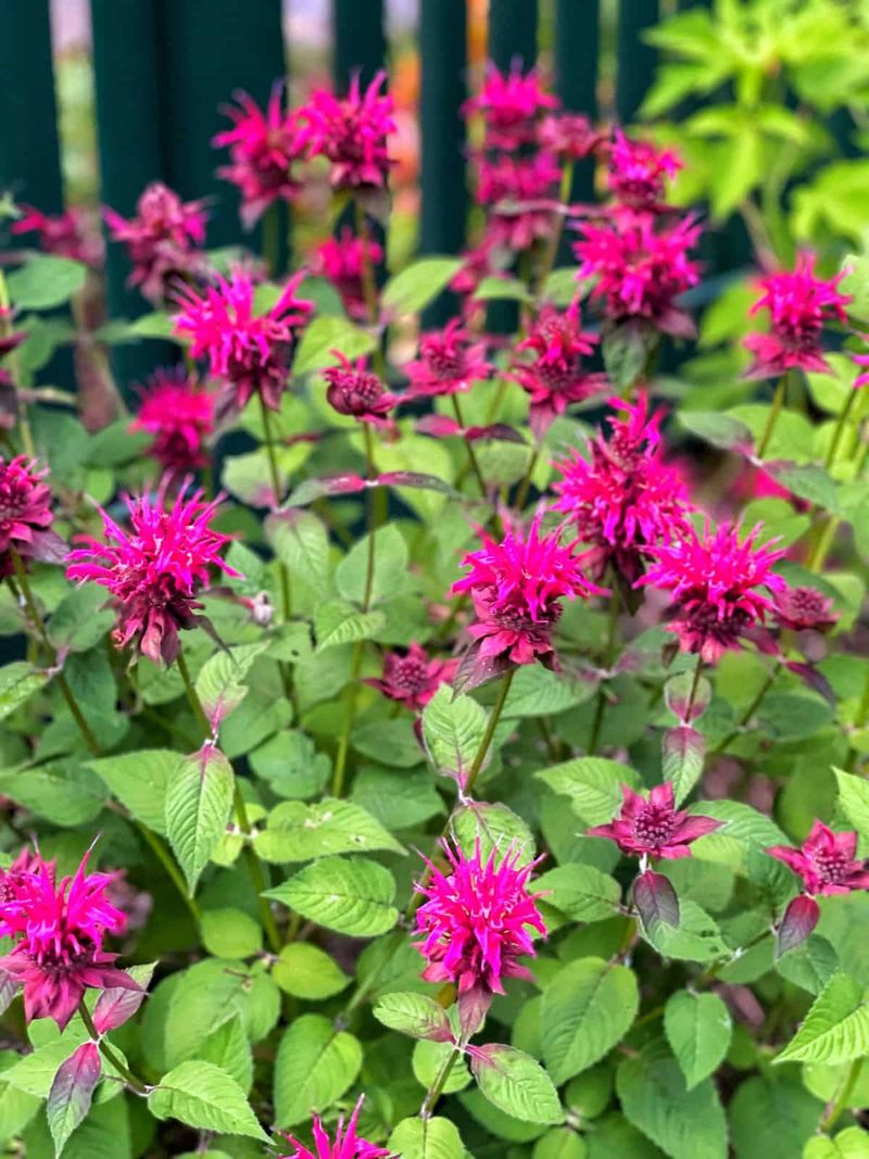 Bee Balm