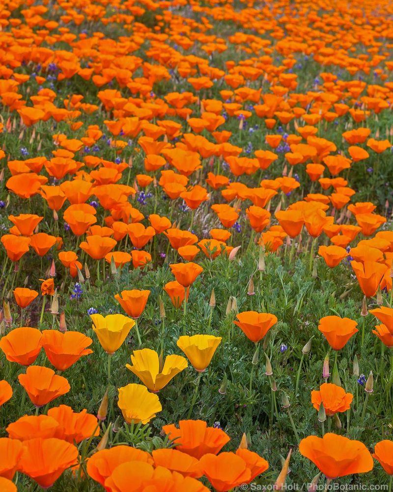 California Poppies - Golden State Treasures