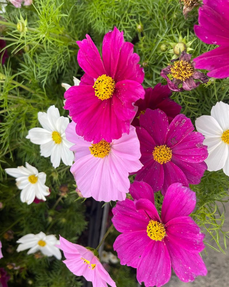 Cosmos: Feathery Foliage With Daisy-Like Blooms