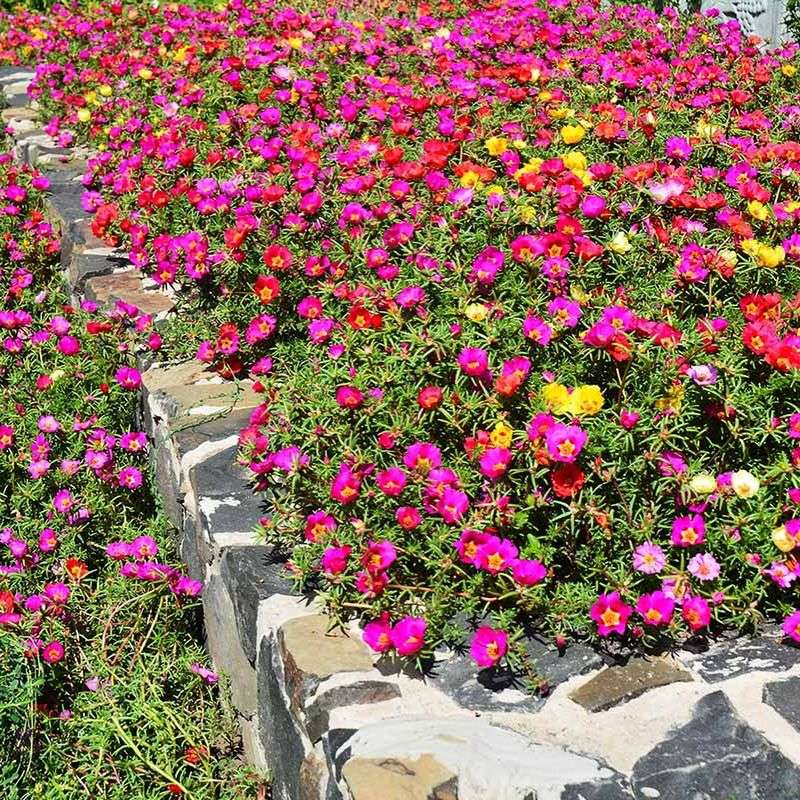 Portulaca (Moss Rose): Heat-Loving Speed Demon