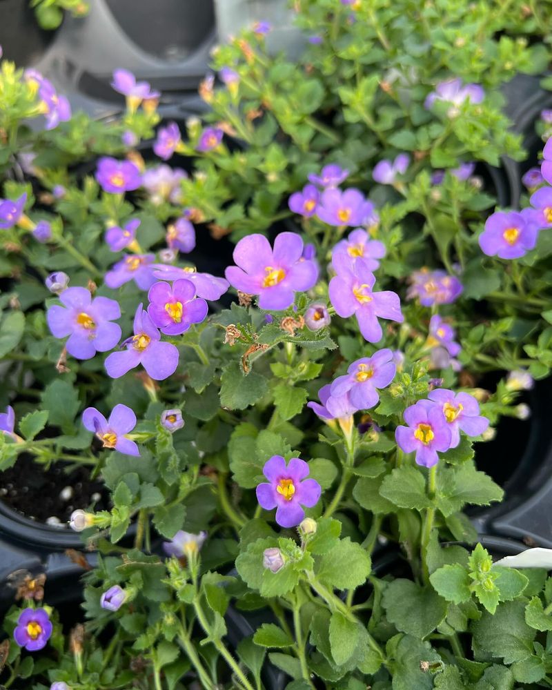 Bacopa: Delicate White Waterfall