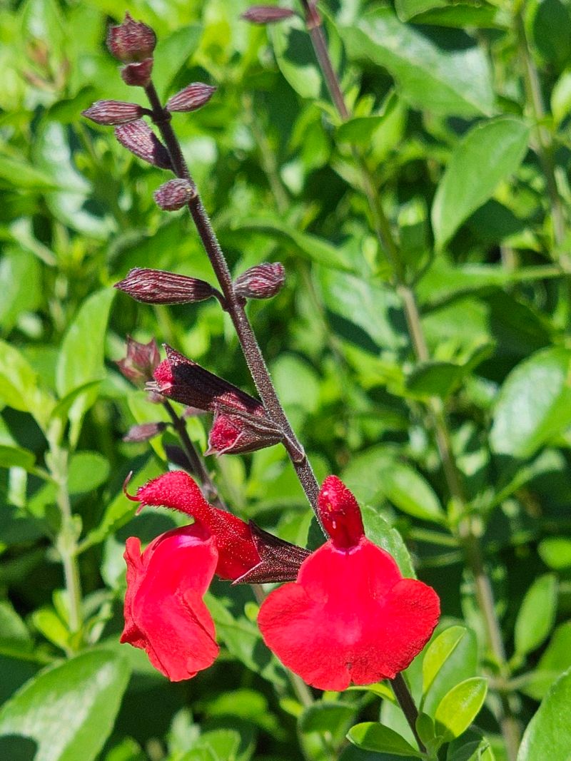 Autumn Sage