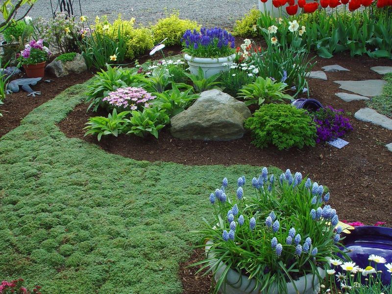Competitive Planting Strategy