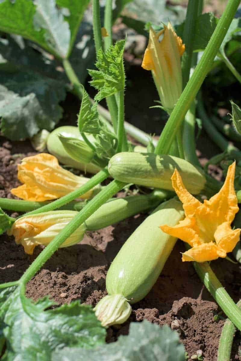 Harvest Regularly To Reduce Pest Attraction