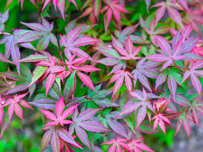 Make Your Own Maple Tea Fertilizer