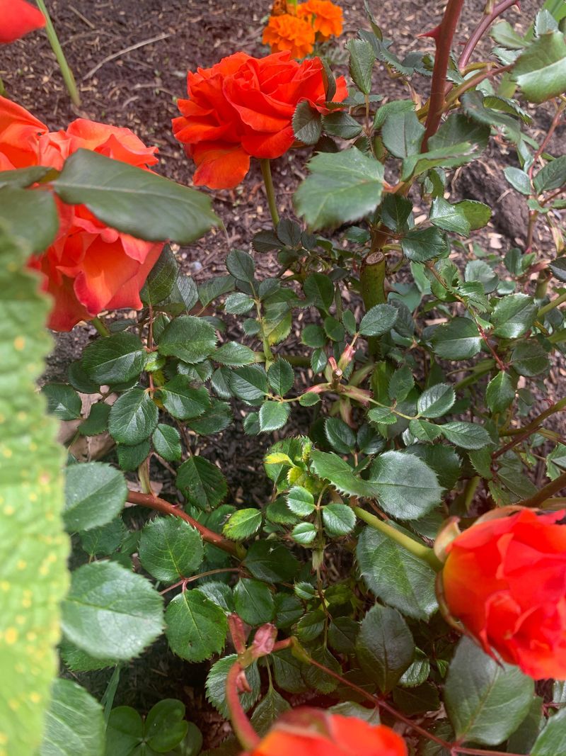 Avoid Overhead Watering To Prevent Disease