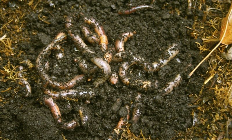 Feed Earthworms Naturally