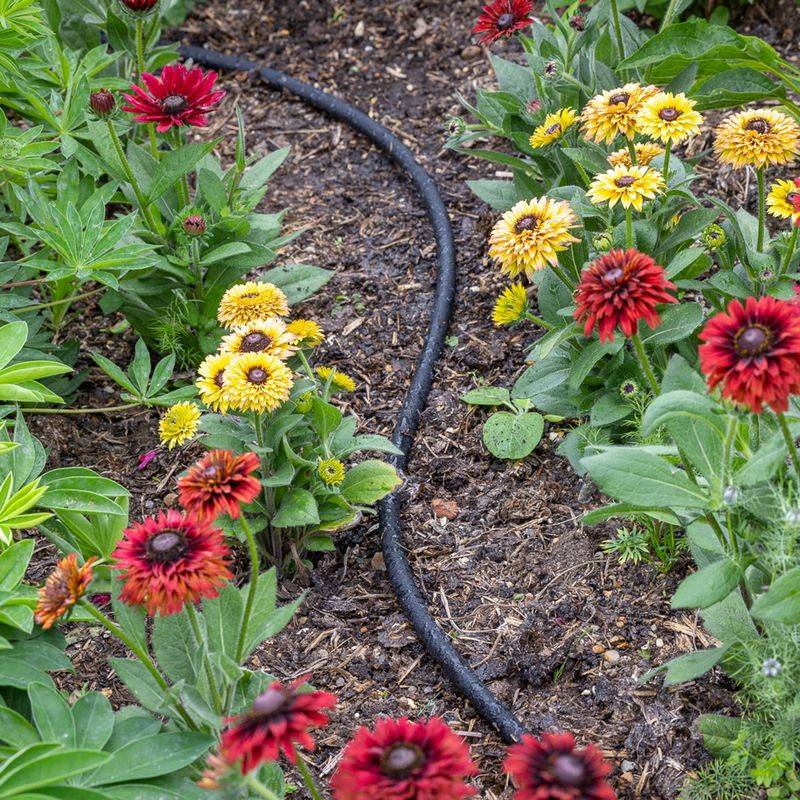 Consistent Watering Schedule