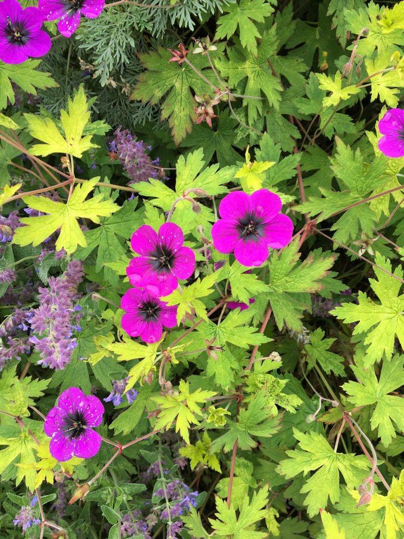 Ann Folkard Geranium