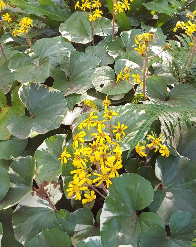 Ligularia