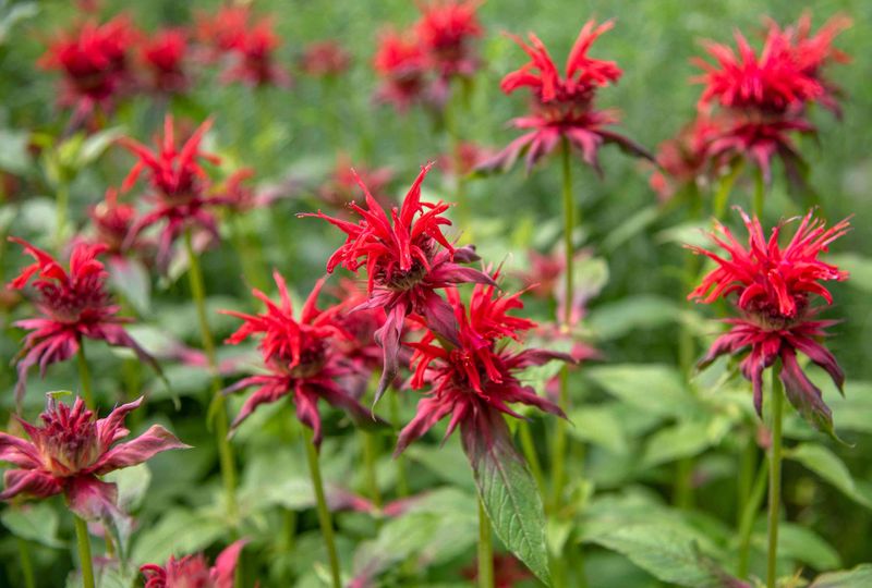 Bee Balm's Aggressive Spreading Tendencies