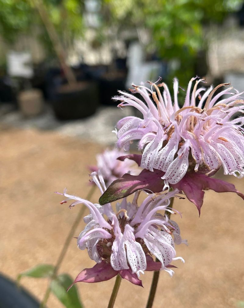 Bee Balm