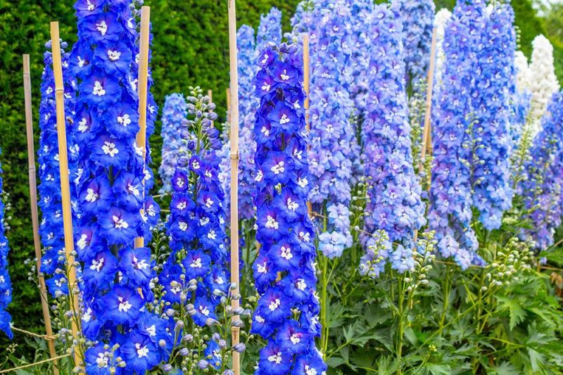 Delphinium: The High-Maintenance Heartbreaker