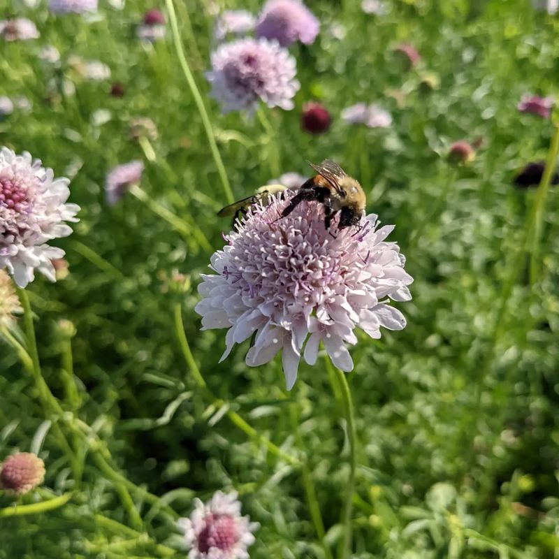 Scabiosa