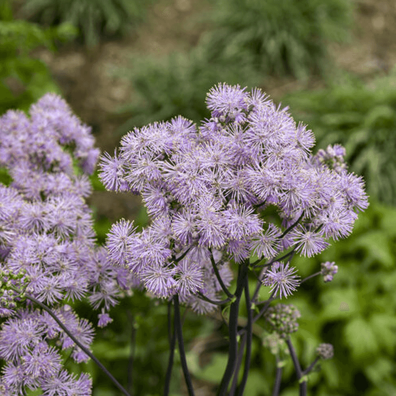 Meadow Rue