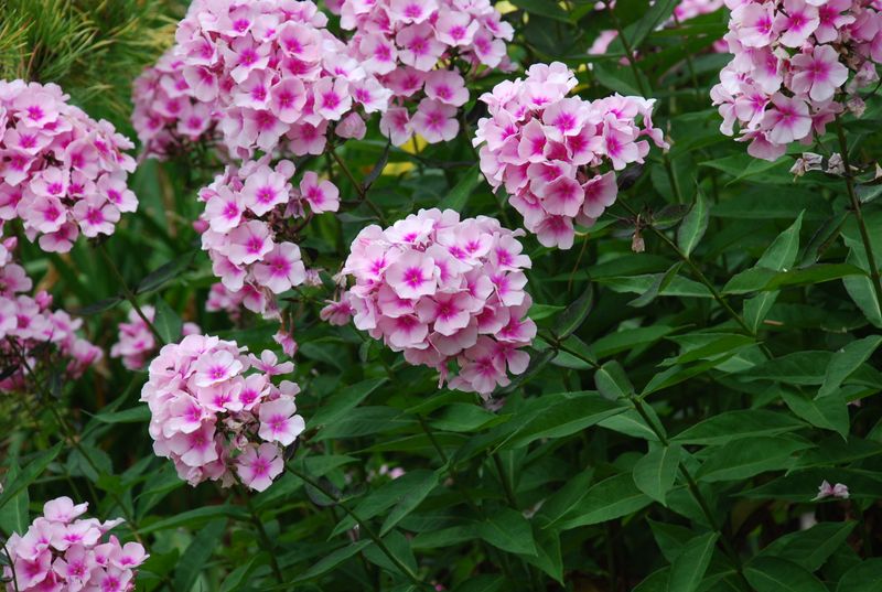 Garden Phlox: Mildew Magnets With Spreading Issues