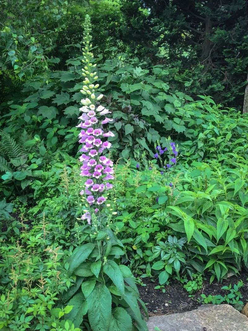 Foxgloves Create Temporary Weed Barriers
