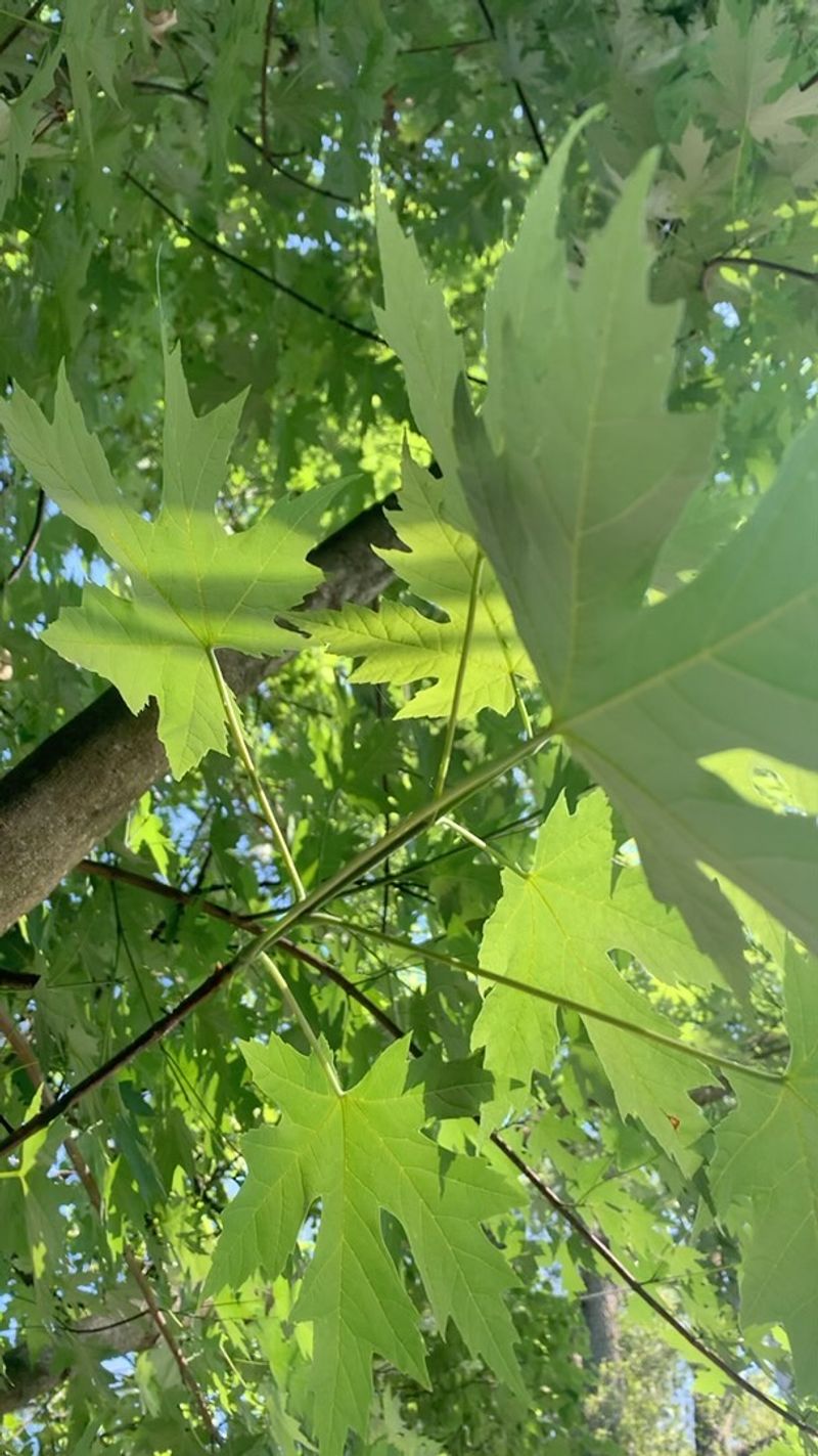 Silver Maple