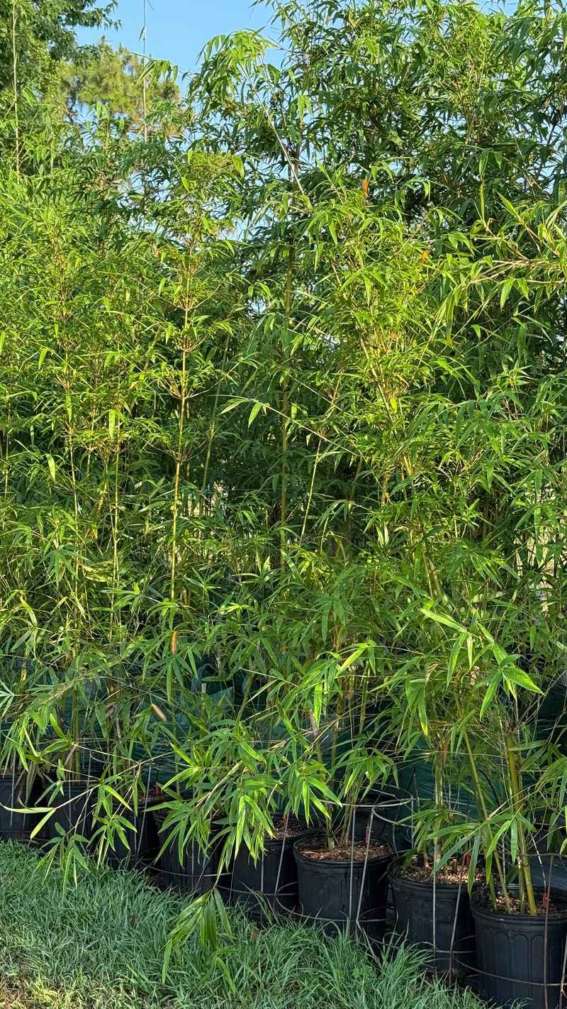 Clumping Dwarf Bamboo