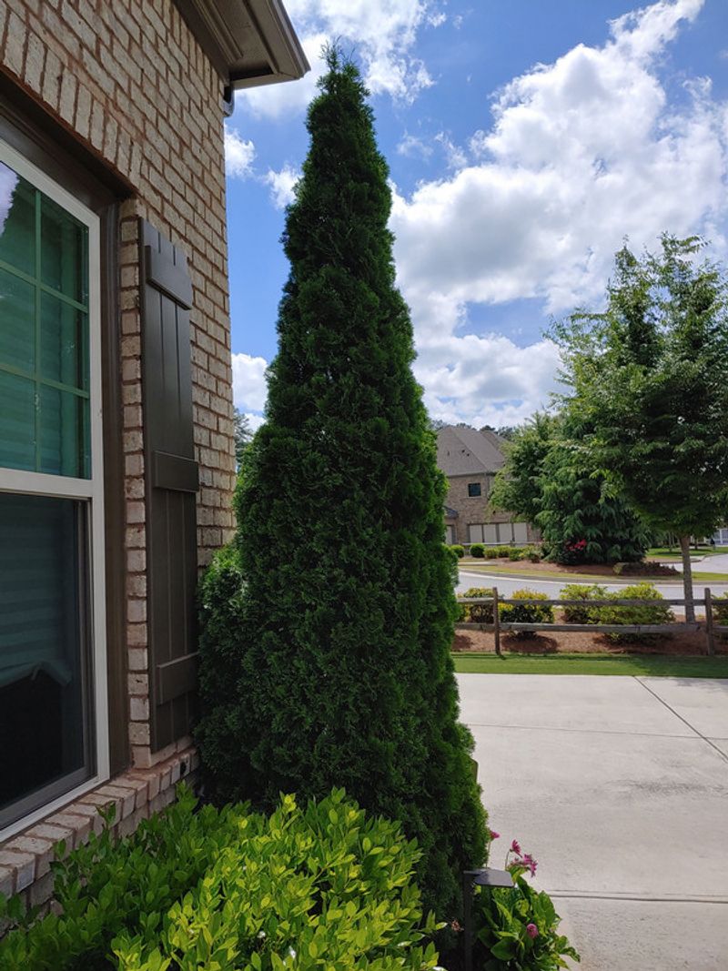 Overgrown Foundation Arborvitae