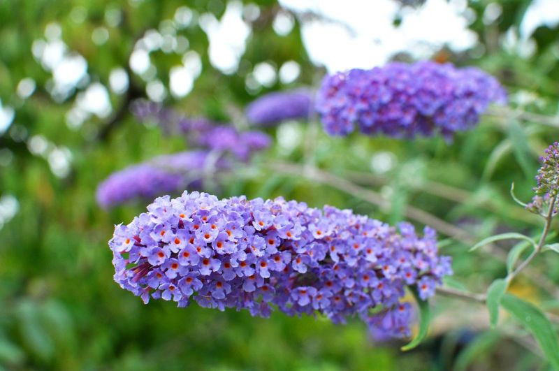Greedy Butterfly Bush