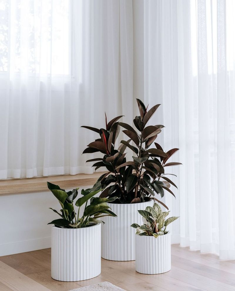 Rubber Plant: The Statement Maker