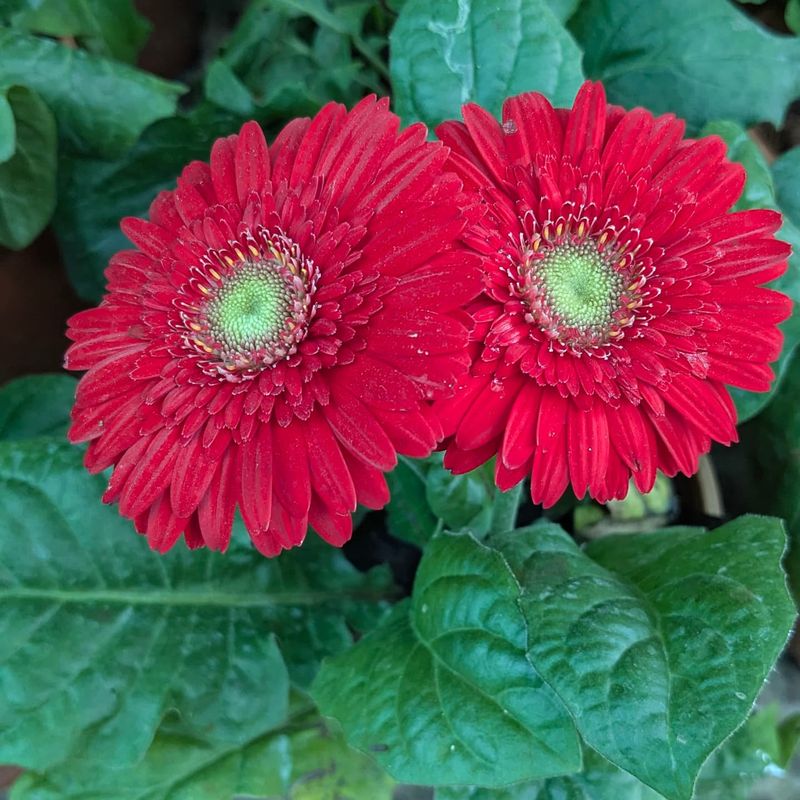 Gerbera Daisy: The Colorful Cleanser