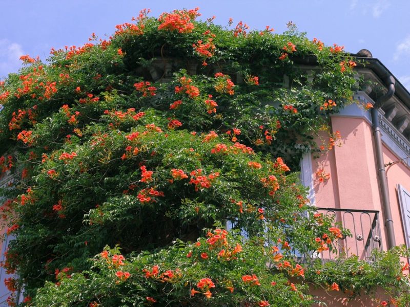 Trumpet Vine