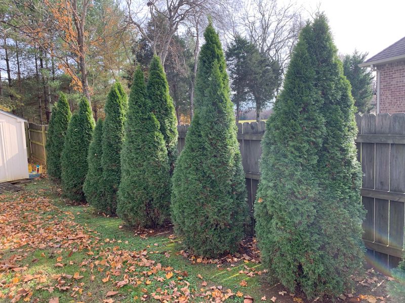 Arborvitae 'Emerald Green': Deer Candy