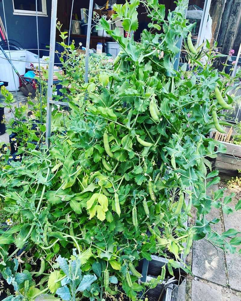 Snap Peas