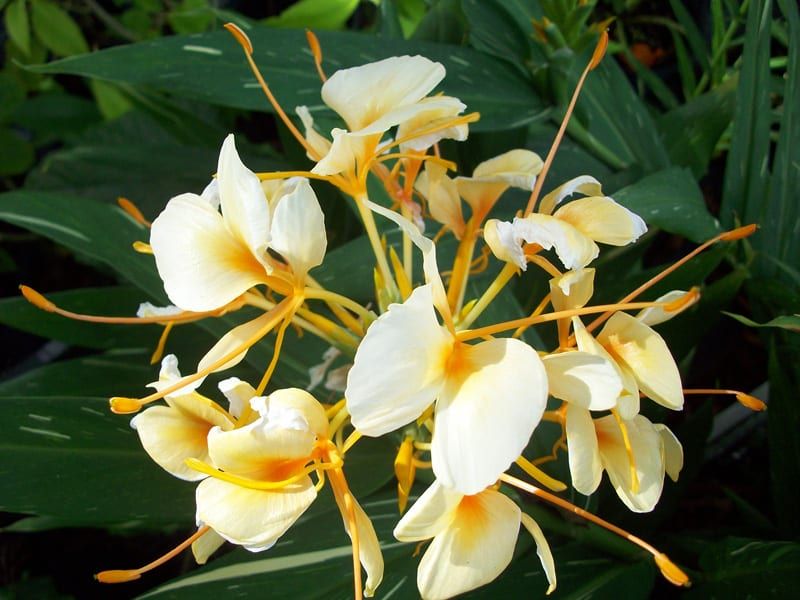 Ginger Lily