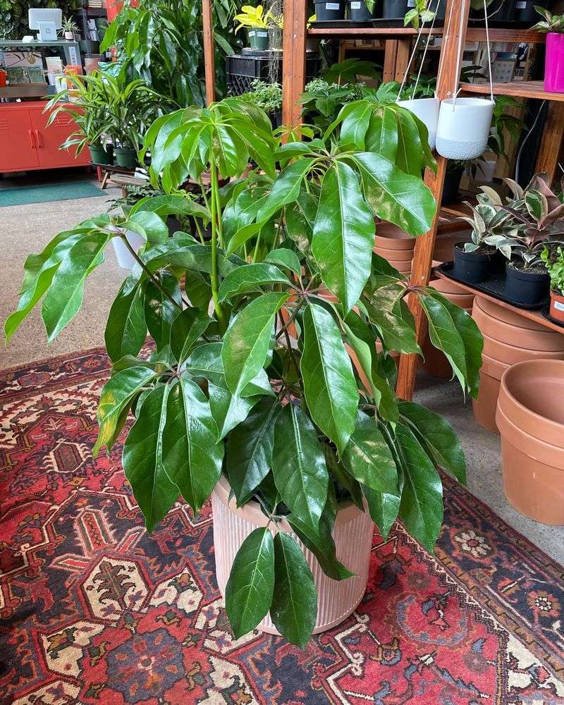 Umbrella Tree