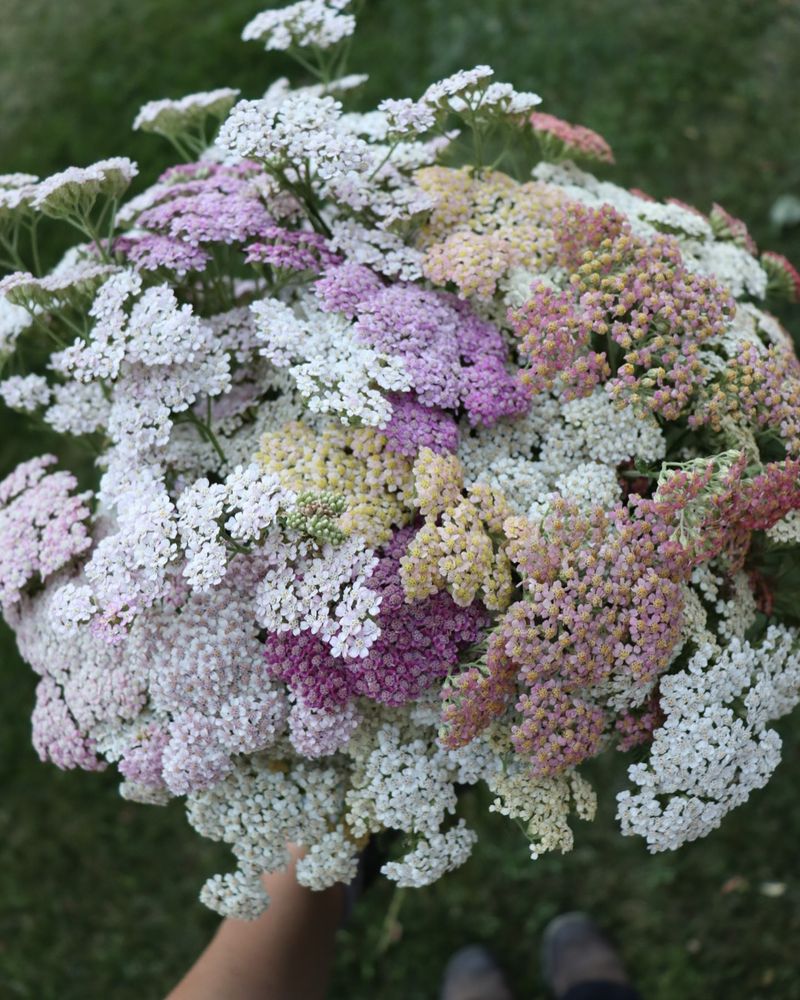 Yarrow – The Butterfly Buffet