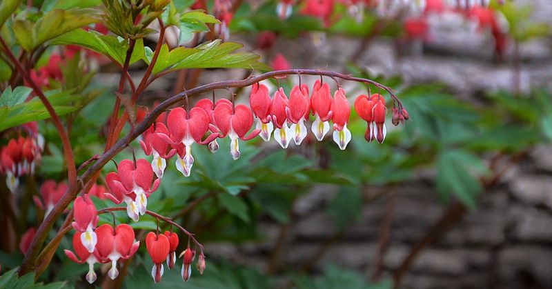 Bleeding Heart