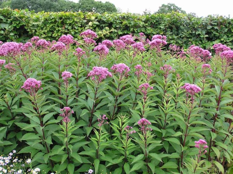 Joe-Pye Weed Grows Too Mighty