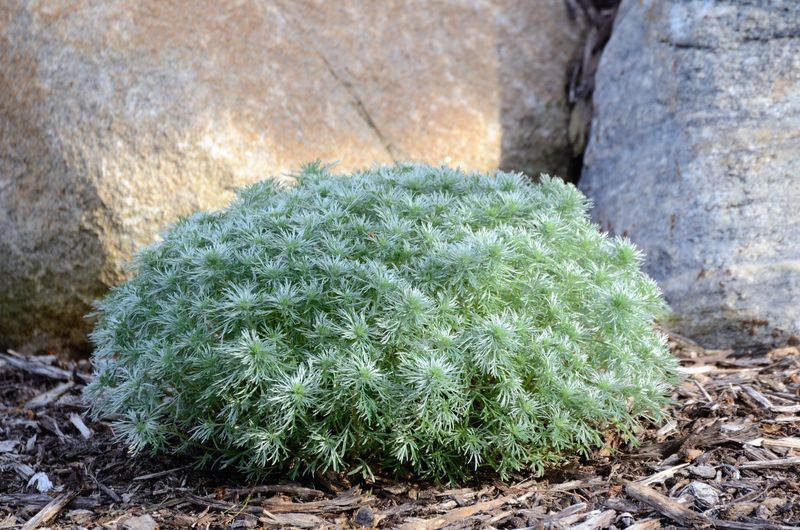 Artemisia 'Silver Mound'