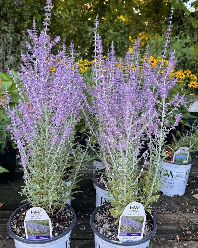 Russian Sage