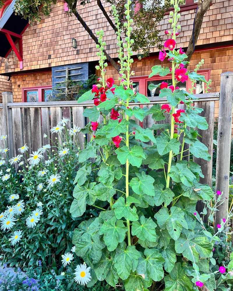 Hollyhock