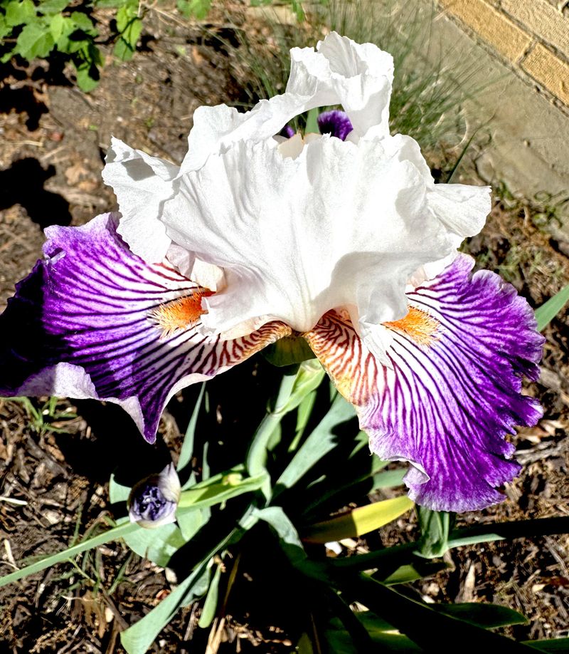 Bearded Iris