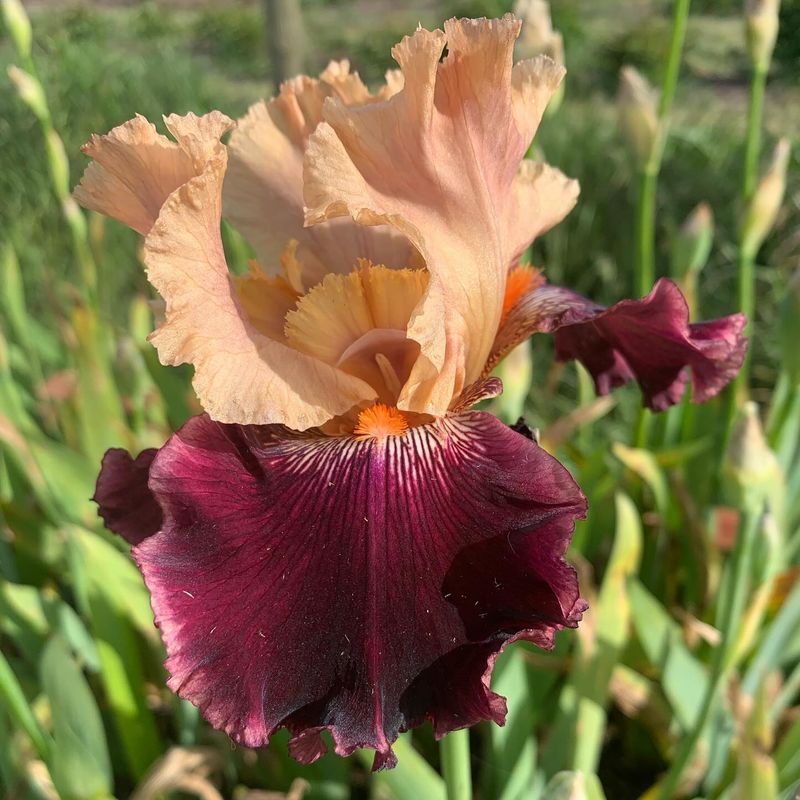 Bearded Iris