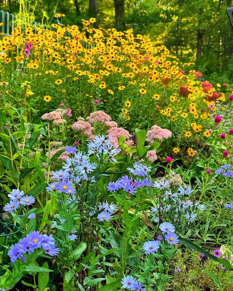 Asters