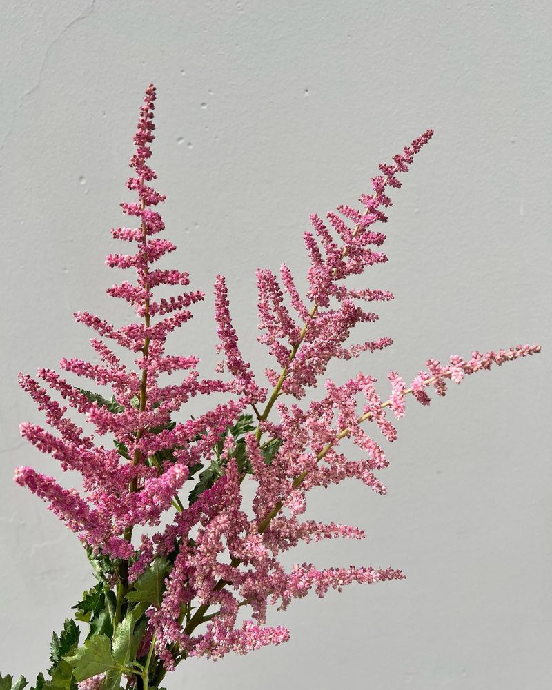 Astilbe - Feathery Plumes